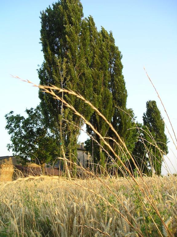 Corte Motte Pegognaga 外观 照片